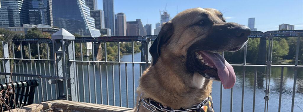 Happy face of Anatolian Shepherd dog in front of the Austin Skyline, Lady Bird Lake in the background.